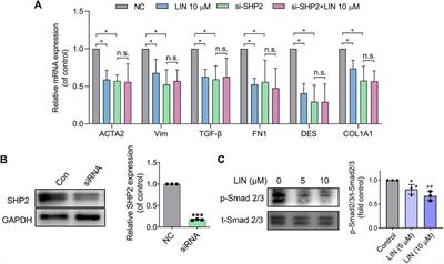 Identification of linderalactone as a natural inhibitor of SHP2 to ameliorate CCl4-induced liver fibrosis